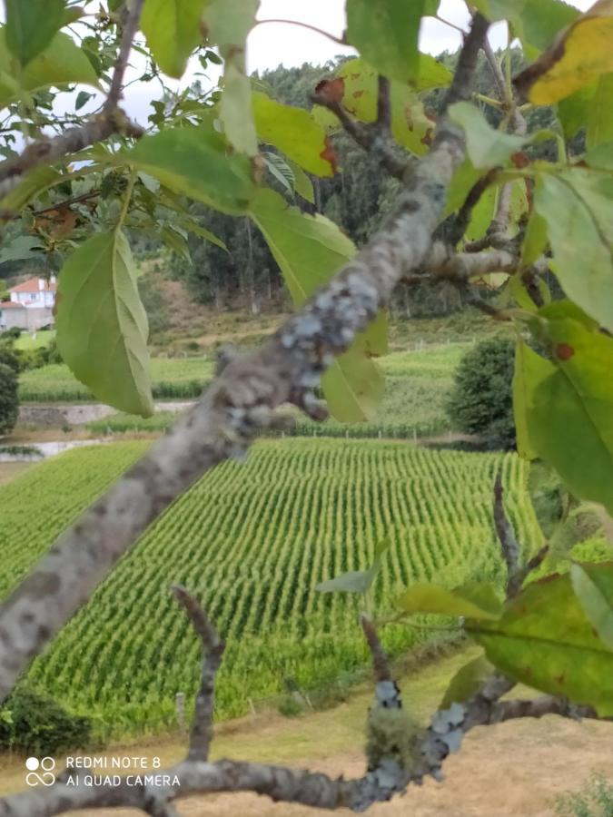 Casa Das Japoneiras Paredes de Coura Eksteriør billede