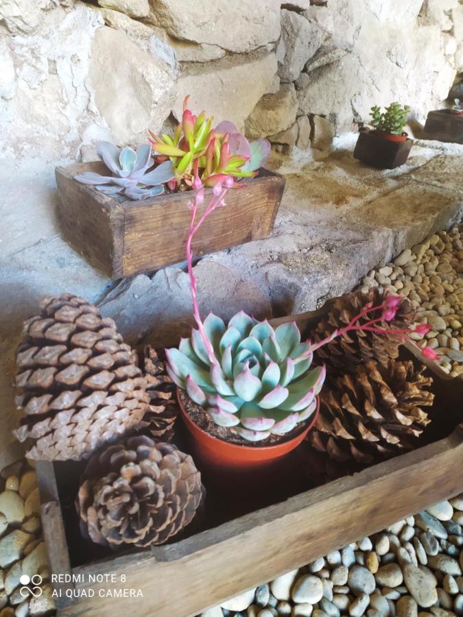Casa Das Japoneiras Paredes de Coura Eksteriør billede